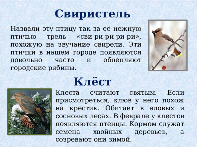 Свиристель Назвали эту птицу так за её нежную птичью трель «сви-ри-ри-ри-ри», похожую на звучание свирели. Эти птички в нашем городе появляются довольно часто и облепляют городские рябины. Клёст Клеста считают святым. Если присмотреться, клюв у него похож на крестик. Обитает в еловых и сосновых лесах. В феврале у клестов появляются птенцы. Кормом служат семена хвойных деревьев, а созревают они зимой. 