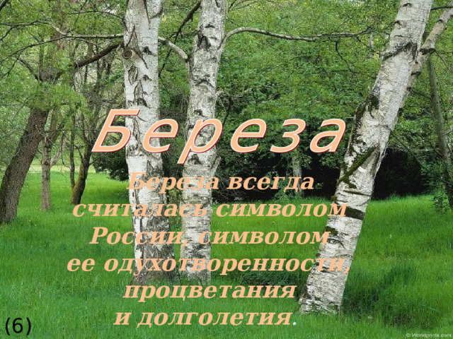  Береза всегда считалась символом России, символом ее одухотворенности, процветания и долголетия .  (6)  