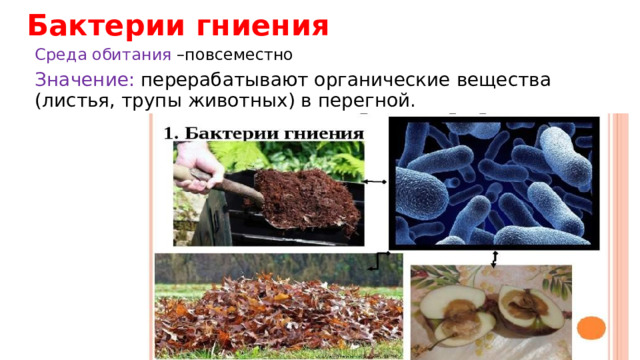 Бактерии гниения Среда обитания –повсеместно Значение: перерабатывают органические вещества (листья, трупы животных) в перегной. 