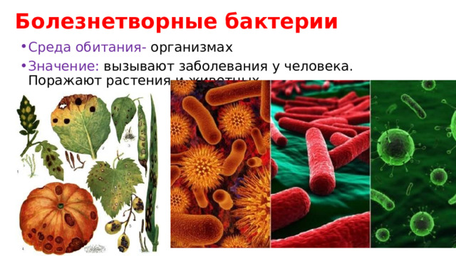 Болезнетворные бактерии Среда обитания- организмах Значение: вызывают заболевания у человека. Поражают растения и животных 
