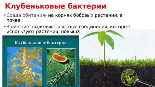 Клубеньковые бактерии Среда обитания- на корнях бобовых растений, в почве Значение: выделяют азотные соединения, которые используют растения; повышают плодородие почвы 