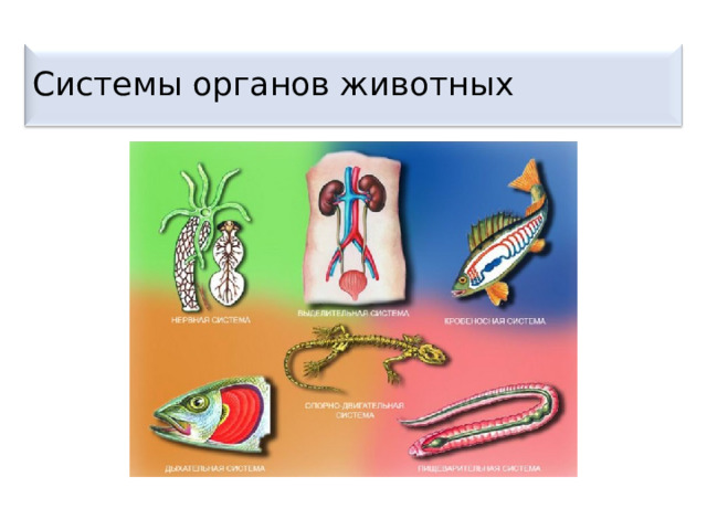 Системы органов животных 