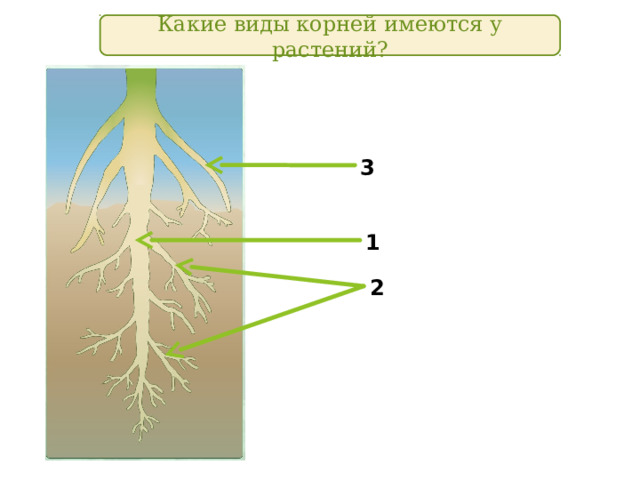 Какие виды корней имеются у растений? 3 1 2 