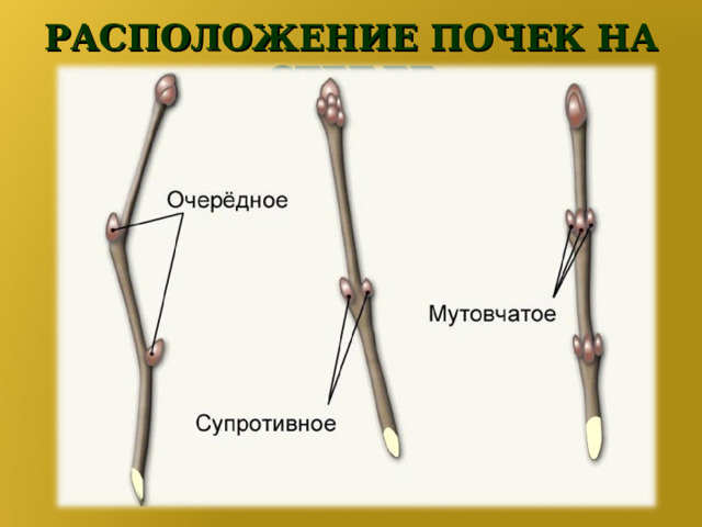 РАСПОЛОЖЕНИЕ ПОЧЕК НА СТЕБЛЕ 