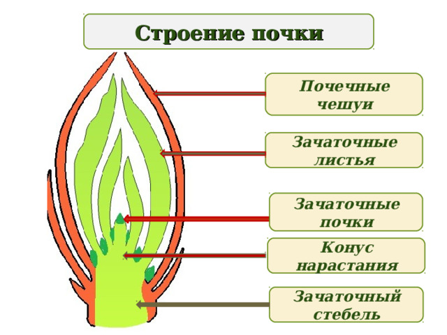 Строение почки Почечные чешуи Зачаточные листья Зачаточные почки Конус нарастания Зачаточный стебель 