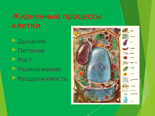 Жизненные процессы клетки Дыхание Питание Рост Размножение Раздражимость 