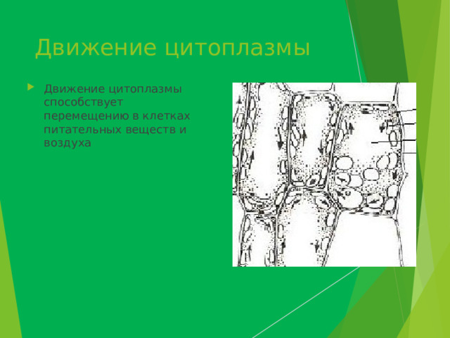Движение цитоплазмы Движение цитоплазмы способствует перемещению в клетках питательных веществ и воздуха 
