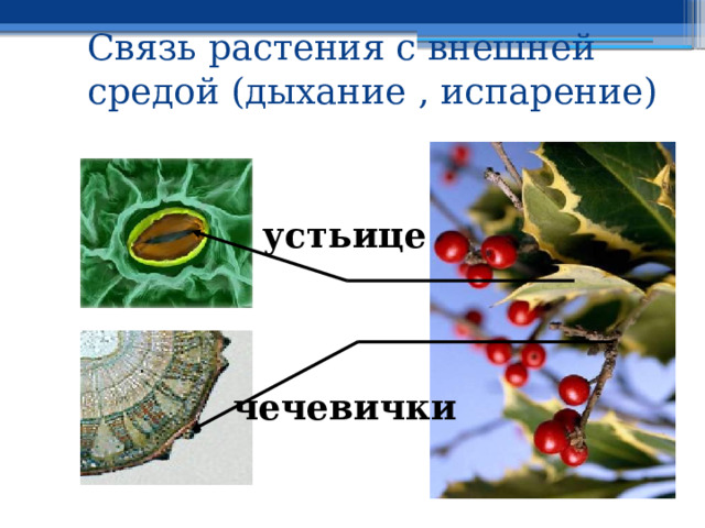 Связь растения с внешней средой (дыхание , испарение) устьице чечевички 