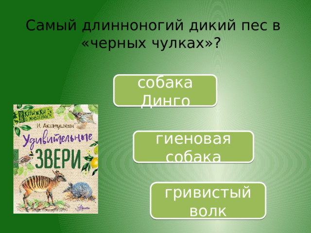 Самый длинноногий дикий пес в «черных чулках»? собака Динго гиеновая собака гривистый волк 