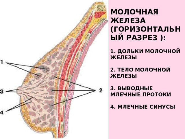  Молочная железа (Горизонтальный разрез ):     1. Дольки молочной железы   2. Тело молочной железы   3. Выводные млечные протоки   4. Млечные синусы   