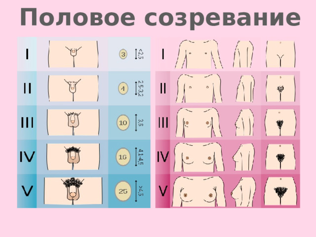 Половое созревание 