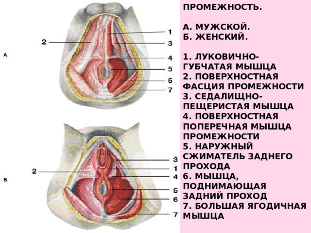 Промежность.     А. Мужской.  Б. Женский.     1. Луковично-губчатая мышца  2. Поверхностная фасция промежности  3. Седалищно-пещеристая мышца  4. Поверхностная поперечная мышца промежности  5. Наружный сжиматель заднего прохода  6. Мышца, поднимающая задний проход  7. Большая ягодичная мышца   