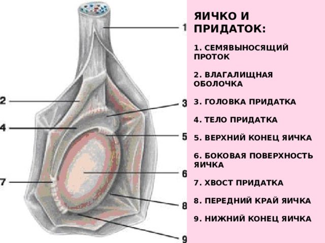 Яичко и придаток:     1. Семявыносящий проток   2. Влагалищная оболочка   3. Головка придатка   4. Тело придатка   5. Верхний конец яичка   6. Боковая поверхность яичка   7. Хвост придатка   8. Передний край яичка   9. Нижний конец яичка   