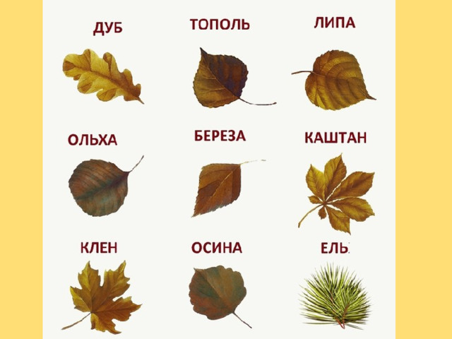 Список листьев деревьев