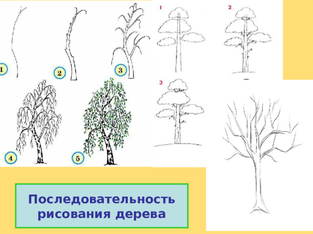 Последовательность рисования дерева 