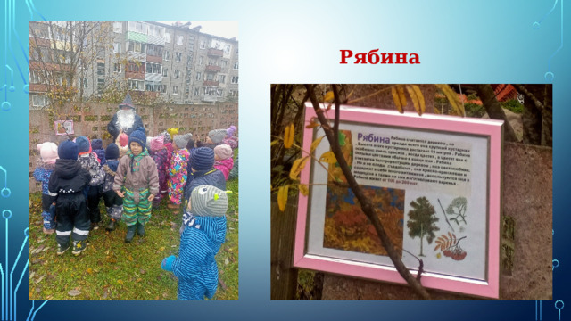 Рябина 