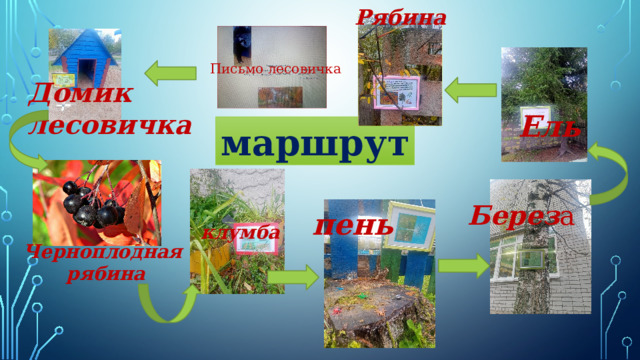 Рябина Письмо лесовичка Домик лесовичка Ель маршрут Берез а пень клумба Черноплодная рябина клумба 