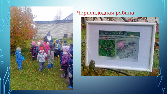 Черноплодная рябина 
