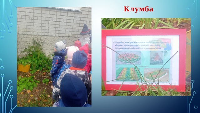 Клумба 