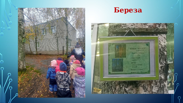 Береза 