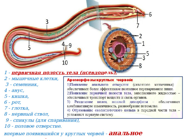 Первичная полость тела отсутствует у