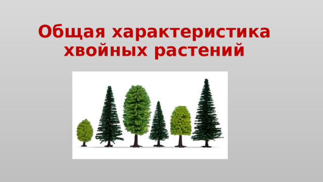 Строение голосеменных - презентация онлайн
