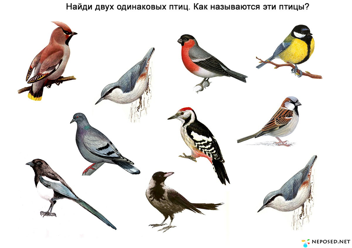 Птицы для детей. Зимующие птицы для дошкольников. Перелетные птицы для дошкольников. Зимующие птицы карточки.