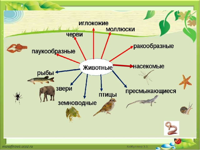 Конспект урока пищевые связи в природных сообществах