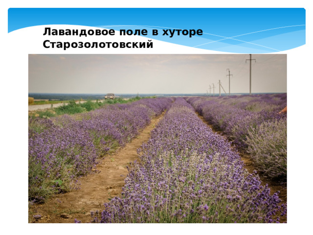 Лавандовое поле в хуторе Старозолотовский 