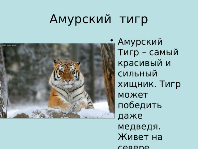 Амурский тигр Амурский Тигр – самый красивый и сильный хищник. Тигр может победить даже медведя. Живет на севере России. Охотятся на тигра из-за его красивой шерсти. 