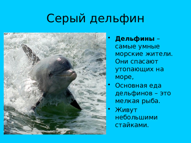 Серый дельфин Дельфины – самые умные морские жители. Они спасают утопающих на море, Основная еда дельфинов – это мелкая рыба. Живут небольшими стайками. 