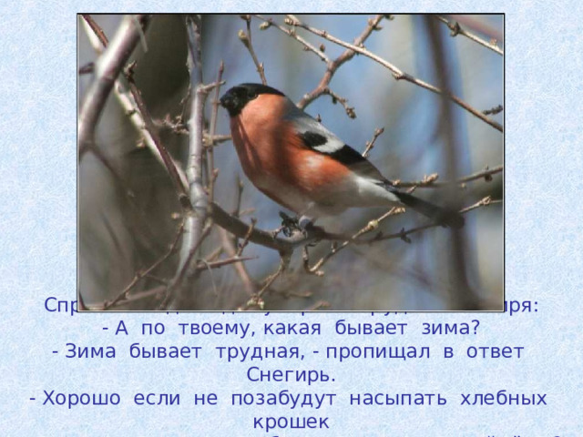 Спросили однажды у Красногрудого Снегиря:  - А по твоему, какая бывает зима?  - Зима бывает трудная, - пропищал в ответ Снегирь.  - Хорошо если не позабудут насыпать хлебных крошек  в кормушки. А если забудут, то где их найдёшь? 