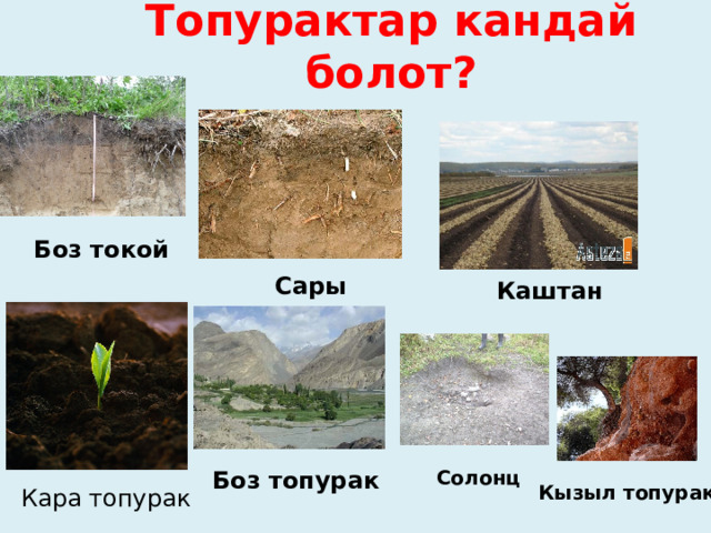 Топурактар кандай болот? Боз токой Сары Каштан Солонц Боз топурак Кызыл топурак Кара топурак 