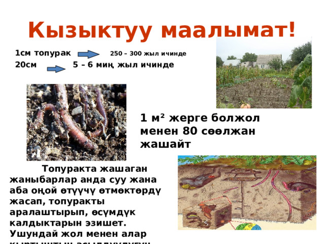 Кызыктуу маалымат! 1см топурак 250 – 300 жыл ичинде 20см 5 – 6 миң жыл ичинде  1 м² жерге болжол менен 80 сөөлжан жашайт   Топуракта жашаган жаныбарлар анда суу жана аба оңой өтүүчү өтмөктөрдү жасап, топуракты аралаштырып, өсүмдүк калдыктарын эзишет. Ушундай жол менен алар кыртыштын асылдуулугун жогорулатат.    