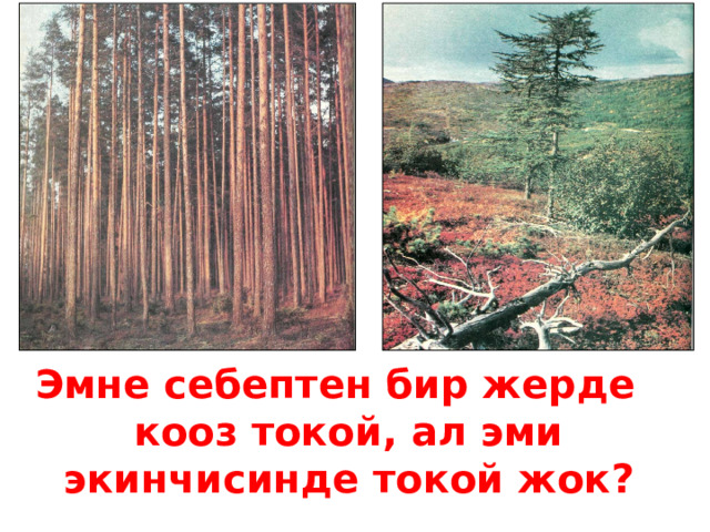 Эмне себептен бир жерде кооз токой, ал эми экинчисинде токой жок? 