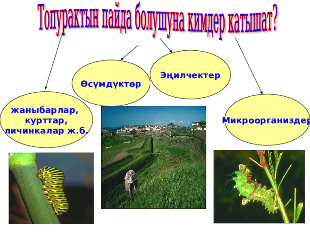 Эңилчектер Өсүмдүктөр жаныбарлар, курттар, личинкалар ж.б. Микроорганиздер 
