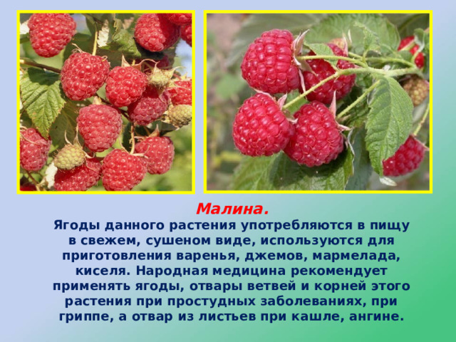 Малина.  Ягоды данного растения употребляются в пищу в свежем, сушеном виде, используются для приготовления варенья, джемов, мармелада, киселя. Народная медицина рекомендует применять ягоды, отвары ветвей и корней этого растения при простудных заболеваниях, при гриппе, а отвар из листьев при кашле, ангине. 