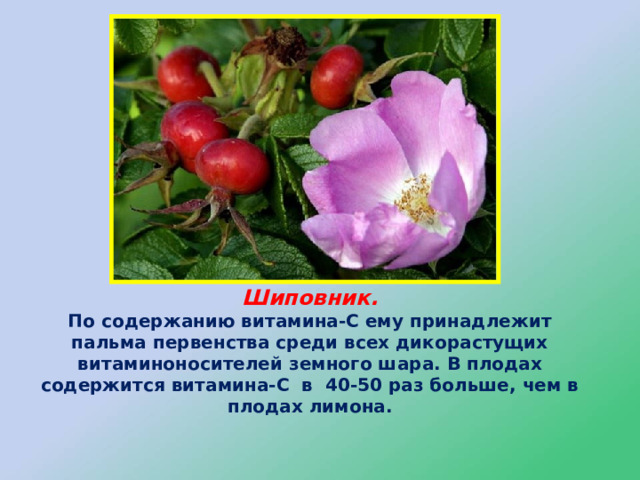 Шиповник.  По содержанию витамина-С ему принадлежит пальма первенства среди всех дикорастущих витаминоносителей земного шара. В плодах содержится витамина-С в 40-50 раз больше, чем в плодах лимона. 