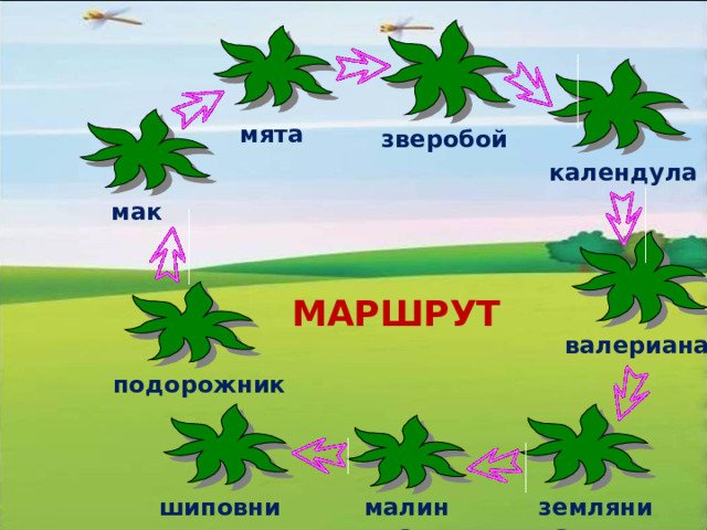 мята зверобой календула мак МАРШРУТ валериана подорожник земляника малина шиповник 