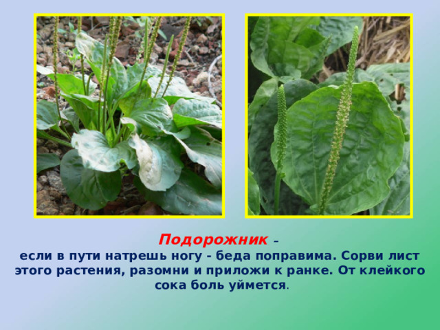 Подорожник – если в пути натрешь ногу - беда поправима. Сорви лист этого растения, разомни и приложи к ранке. От клейкого сока боль уймется . 