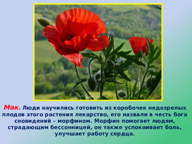 Мак.  Люди научились готовить из коробочек недозрелых плодов этого растения лекарство, его назвали в честь бога сновидений – морфином. Морфин помогает людям, страдающим бессонницей, он также успокаивает боль, улучшает работу сердца. 