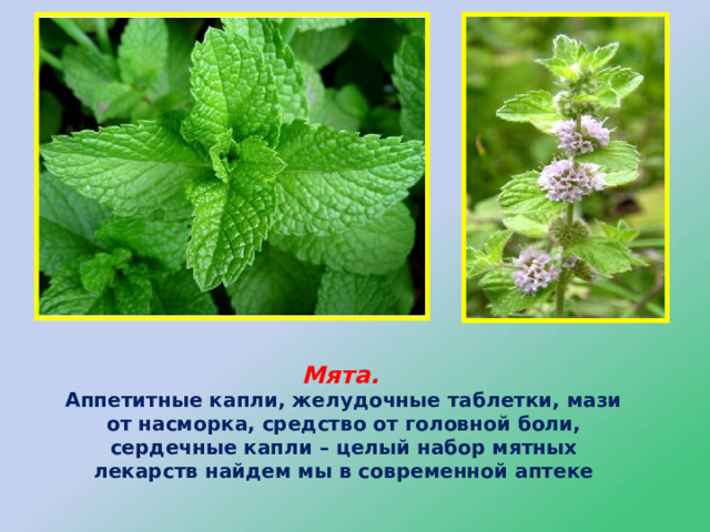 Мята.   Аппетитные капли, желудочные таблетки, мази от насморка, средство от головной боли, сердечные капли – целый набор мятных лекарств найдем мы в современной аптеке 