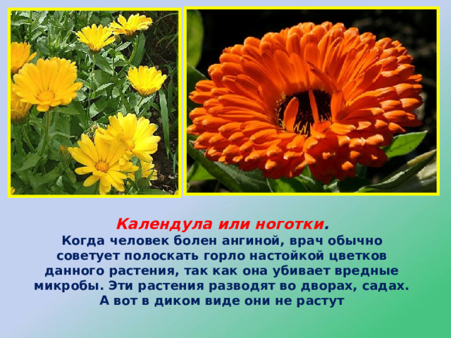Календула или ноготки .  Когда человек болен ангиной, врач обычно советует полоскать горло настойкой цветков данного растения, так как она убивает вредные микробы. Эти растения разводят во дворах, садах. А вот в диком виде они не растут 