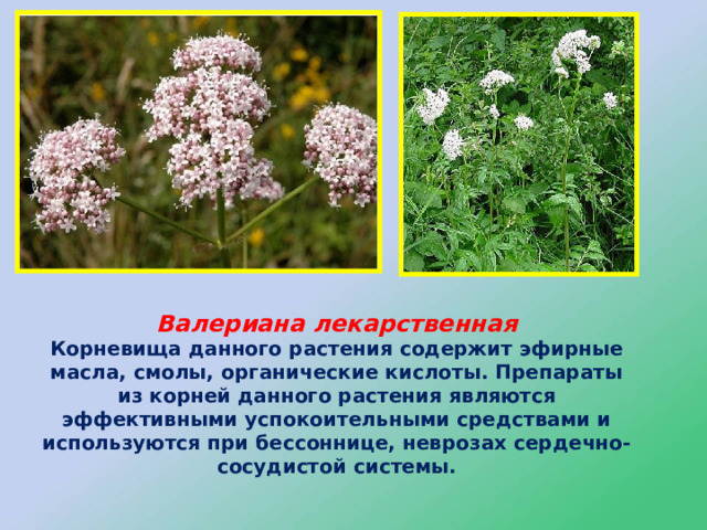Валериана лекарственная  Корневища данного растения содержит эфирные масла, смолы, органические кислоты. Препараты из корней данного растения являются эффективными успокоительными средствами и используются при бессоннице, неврозах сердечно-сосудистой системы. 