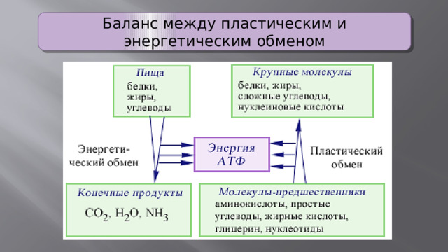 Раскройте связь между пластическим и энергетическим обменами. Пластический и энергетический обмен ЕГЭ.