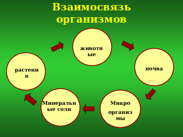 Взаимосвязь организмов животные почва растения Микро организмы Минеральные соли 