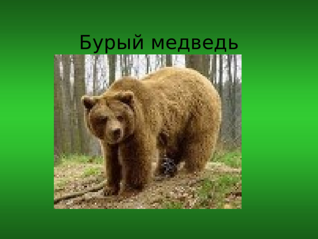 Бурый медведь 