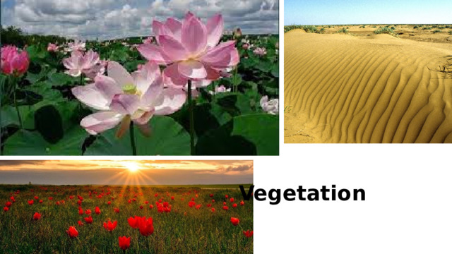 Vegetation 