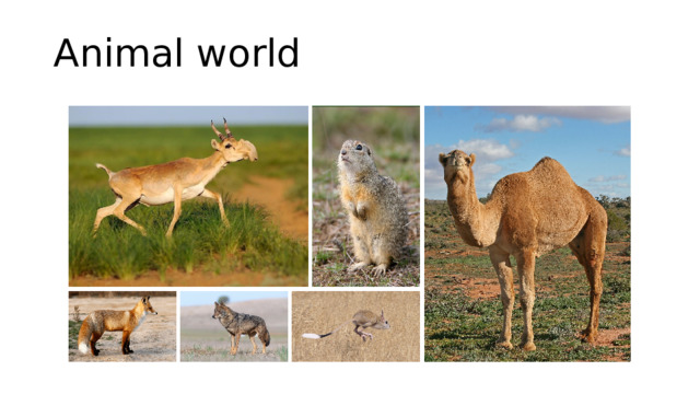 Animal world 