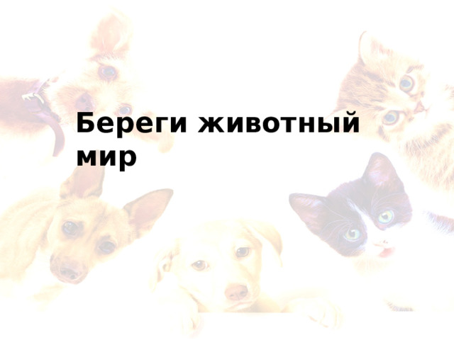Береги животный мир 